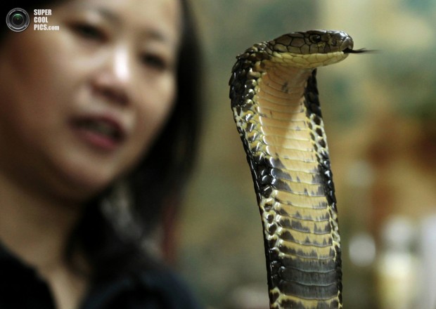 Snake soup shop owner Chow Ka-ling looks at a cobra in her shop in Hong Kong