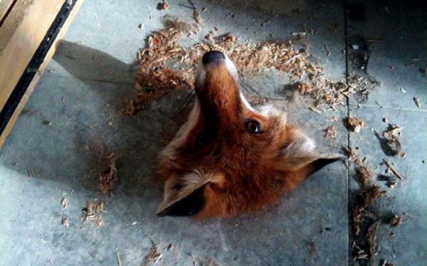 Trapped fox
