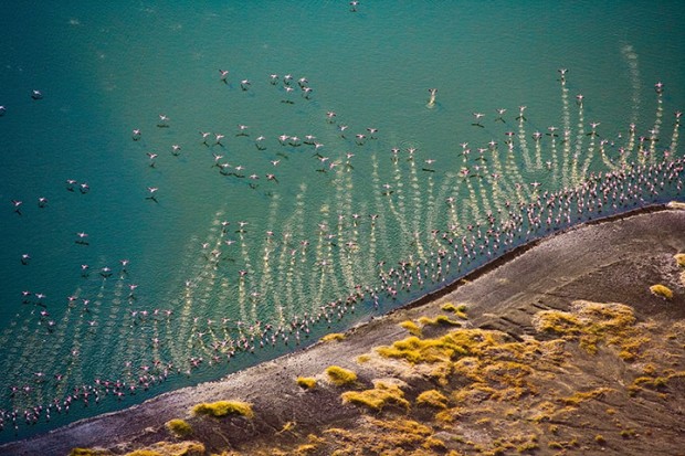 Flamingo Lake, Central Island, Lake Turkana, Kenya